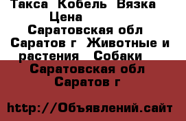 Такса. Кобель. Вязка. › Цена ­ 2 000 - Саратовская обл., Саратов г. Животные и растения » Собаки   . Саратовская обл.,Саратов г.